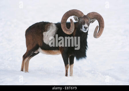 Muflone Europeo (Ovis orientalis musimon), ram in piedi nella neve, captive, Baviera, Germania Foto Stock