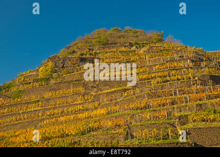 Vigneto in autunno, il Pinot Nero e il portoghese le varietà di uva, Valle dell'Ahr red regione viticola, regione Eifel Foto Stock