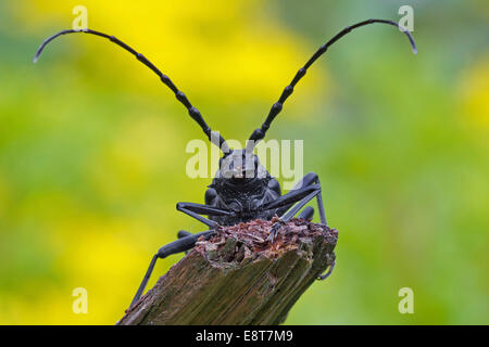 Grande Capricorno Beetle (Cerambyx cerdo), Mittelelbe, Sassonia-Anhalt, Germania Foto Stock