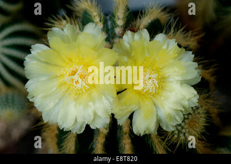 Fioritura Notocactus Notocactus (spec) Foto Stock