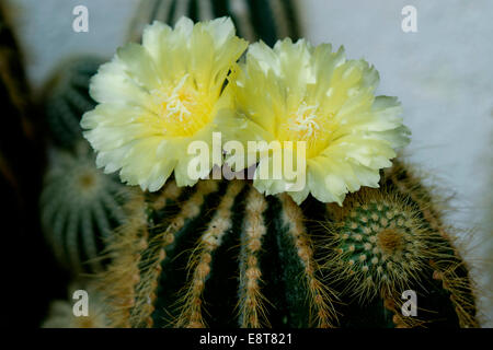 Fioritura Notocactus Notocactus (spec) Foto Stock