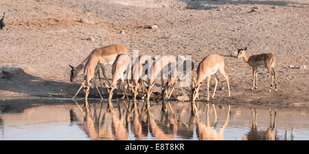 Oscurati-di fronte Impala o gli impala dal muso nero (Aepyceros melampus petersi), allevamento bere alla Chudop waterhole Foto Stock