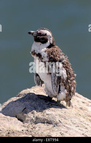 Africani o dei pinguini Jackass Penguin (Spheniscus demersus), Adulto su roccia, moulting, Betty's Bay, Western Cape, Sud Africa Foto Stock