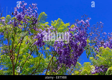 Jacaranda o blu (Jacaranda Jacaranda mimosifolia), fioritura, fiori blu, Western Cape, Sud Africa Foto Stock