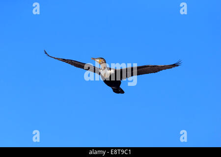 Bianco-breasted cormorano (Phalacrocorax carbo Lucides), in volo, Betty's Bay, Western Cape, Sud Africa Foto Stock