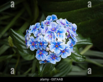 Glendurgan garden, Falmouth, Cornwall, Regno Unito. La rara isola Chatham dimenticare-me-non (myosotidium hortensia) Foto Stock