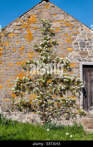 Un melo spalancato contro un vecchio fienile in primavera (Regno Unito) Foto Stock