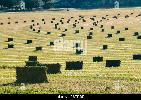 Balle di fieno in campo nel paesaggio rurale Foto Stock