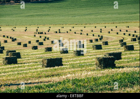 Balle di fieno in campo nel paesaggio rurale Foto Stock