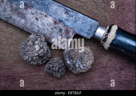 I tartufi neri da Italia (tuber melanosporum), generalmente noto come il tartufo Perigord Foto Stock