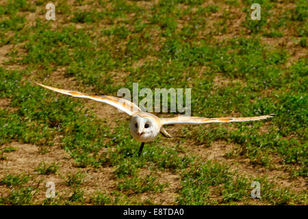 Il barbagianni (Tyto alba alba) petto bianco gara, in volo utilizzato in falconeria Foto Stock