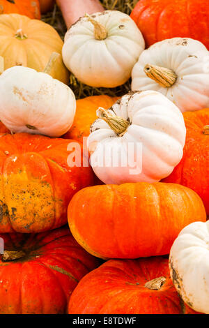 Zucca patch sulla soleggiata giornata autunnale. Foto Stock