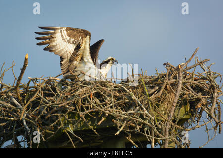 Osprey, Pandion haliaetus terre su nest vicino a Fenwick, De. Foto Stock