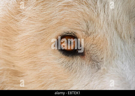 Una chiusura dell'occhio di un lupo grigio o lupo (Canis lupus) Foto Stock