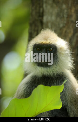 Hanuman langur o Langur comune Foto Stock