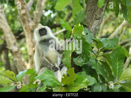 Hanuman langur o Langur comune Foto Stock