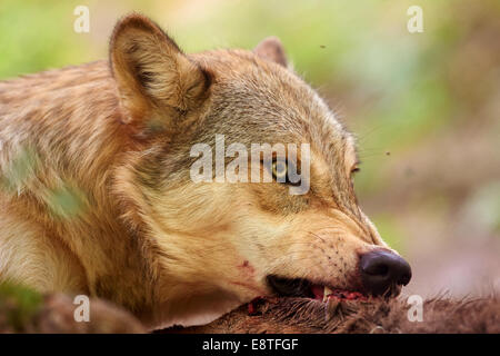 Il lupo grigio o lupo (Canis lupus) alimentazione su un kill Foto Stock