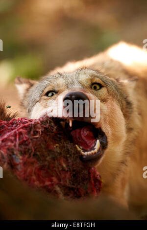 Il lupo grigio o lupo (Canis lupus) alimentazione su un kill Foto Stock