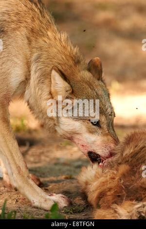 Il lupo grigio o lupo (Canis lupus) alimentazione su un kill Foto Stock