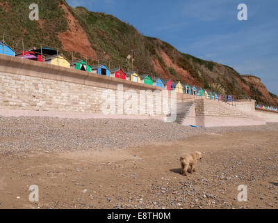 Cabine sulla spiaggia, sulla parte superiore del Seawall, Seaton, Devon, Regno Unito Foto Stock