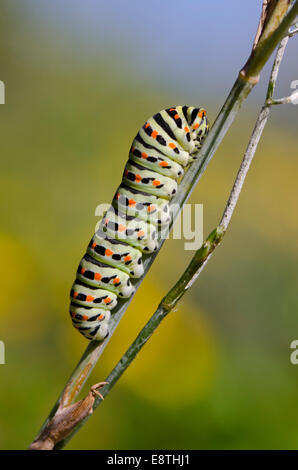 Caterpillar di un comune giallo a coda di rondine, Papilio machaon, butterfly. Andalusia, Spagna. Foto Stock