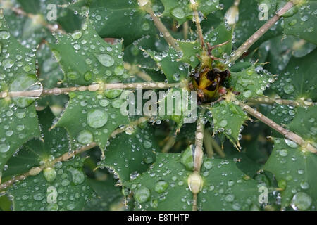 Acqua di pioggia goccioline fuse su il repellente acqua foglie di Mahonia x media "sole invernale" cespuglio fiorito in autunno Foto Stock