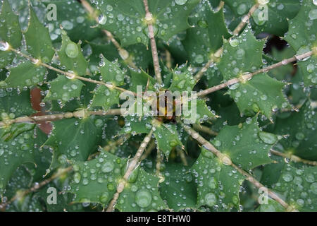 Acqua di pioggia goccioline fuse su il repellente acqua foglie di Mahonia x media "sole invernale" cespuglio fiorito in autunno Foto Stock