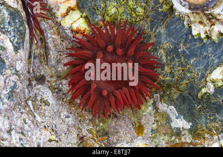 Beadlet Anemone, Actinia equina, Cornwall, Regno Unito Foto Stock