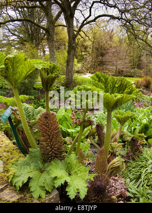 Regno Unito, Inghilterra, Devon, grande Torrington RHS Rosemoor Gardens, acqua giardino, Gunnera manicata Foto Stock