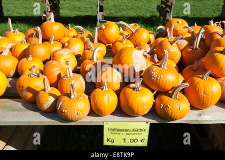 Zucca di Halloween, (Cucurbita maxima), Foto Stock