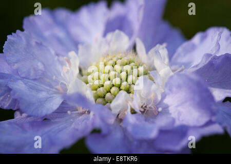 Scabiosa Caucasian - fiore a pincushion primo piano, UK Foto Stock