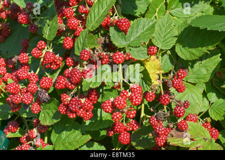 Orto con fresco e nutriente Acerbi more Foto Stock