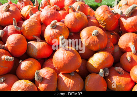 Pila di Hokkaido cucurbitacee (Cucurbita maxima) Foto Stock