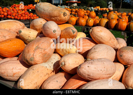 Banana Squash Foto Stock