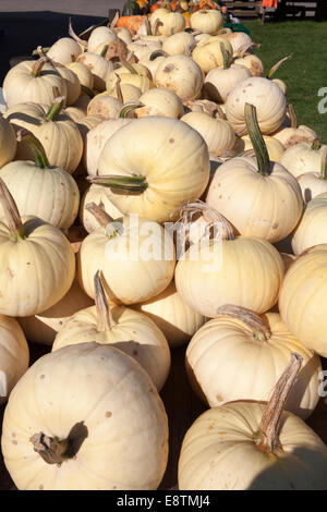 Bianco, Zucca (Cucurbita maxima), weißer Speisekürbis, Foto Stock