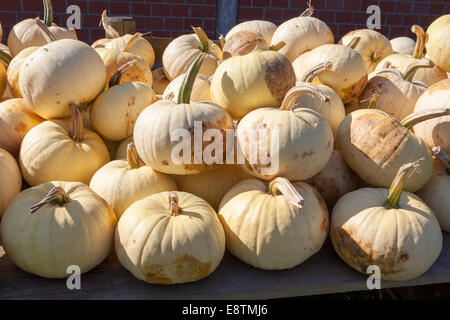 Bianco, Zucca (Cucurbita maxima), Foto Stock