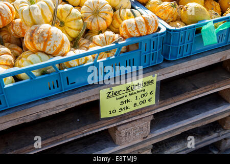 Zucca ornamentale varietà, diverse varietà di zucche per la decorazione e la cottura, Germania, Europa Foto Stock