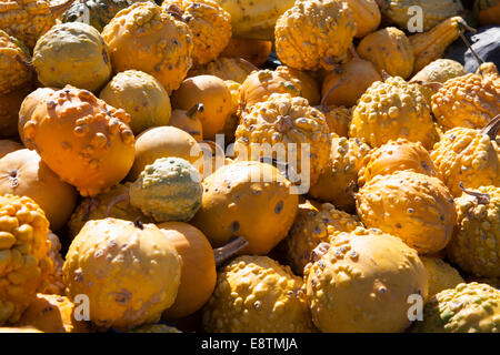 Zucca ornamentale varietà, diverse varietà di zucche per la decorazione e la cottura, Germania, Europa Foto Stock