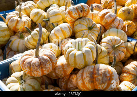 Zucca ornamentale varietà, diverse varietà di zucche per la decorazione e la cottura, Germania, Europa Foto Stock