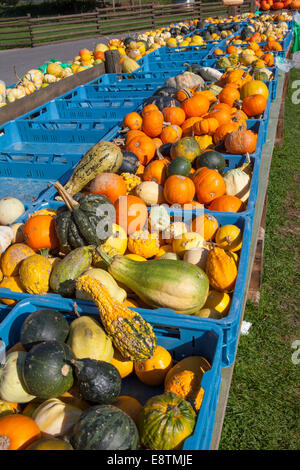 Diverse le zucchine e zucche, zucche, per la vendita, Germania, Europa Foto Stock