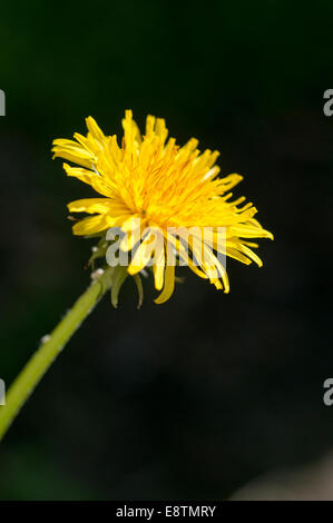 Fiore giallo di tarassaco contro un quasi sfondo nero Foto Stock