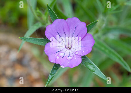 Un unico fiore Corncockle in Cheshunt, Herts garden Foto Stock