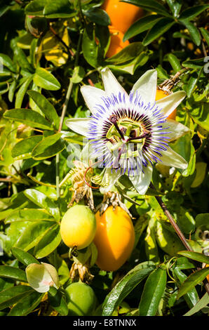 Fiore della passione e frutta Foto Stock