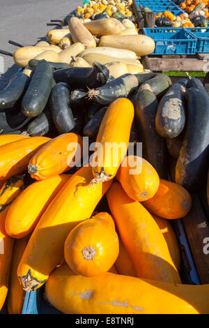 Diverse le zucchine e zucche, zucche, per la vendita, Germania, Europa Foto Stock