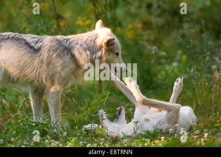 2 grigio lupo grigio o il lupo (Canis lupus) giocando in erba Foto Stock