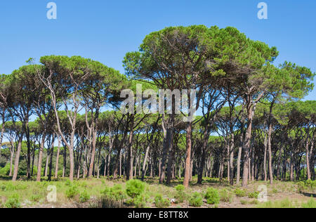 Toscana paesaggio forestale con parasol pines, Italia Foto Stock