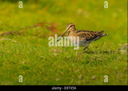 Un adulto selvatico beccaccino passeggiate su erba in un campo in North York Moors, UK. Lone un unico da solo Foto Stock