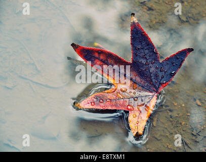 Dopo la pioggia Foto Stock