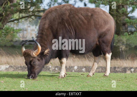 Gaur o indiano, Bison (Bos gaurus). Più grande di tutti i bovini selvatici. Nativo di sud e sud-ovest Asia. Qui a Whipsnade Zoo (ZSL), Foto Stock