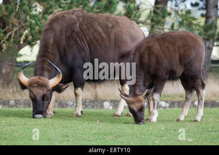 Gaur o indiano, Bison (Bos gaurus). Più grande di tutti i bovini selvatici. Nativo di sud e sud-ovest Asia. Qui a Whipsnade Zoo (ZSL), Foto Stock